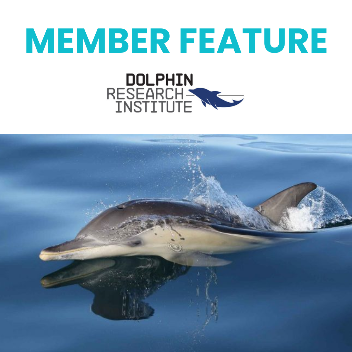 Dolphin_research_institute